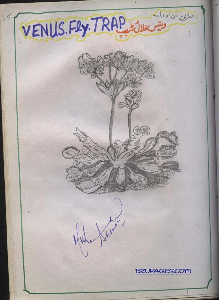 25 Venus Fly Trap.jpg